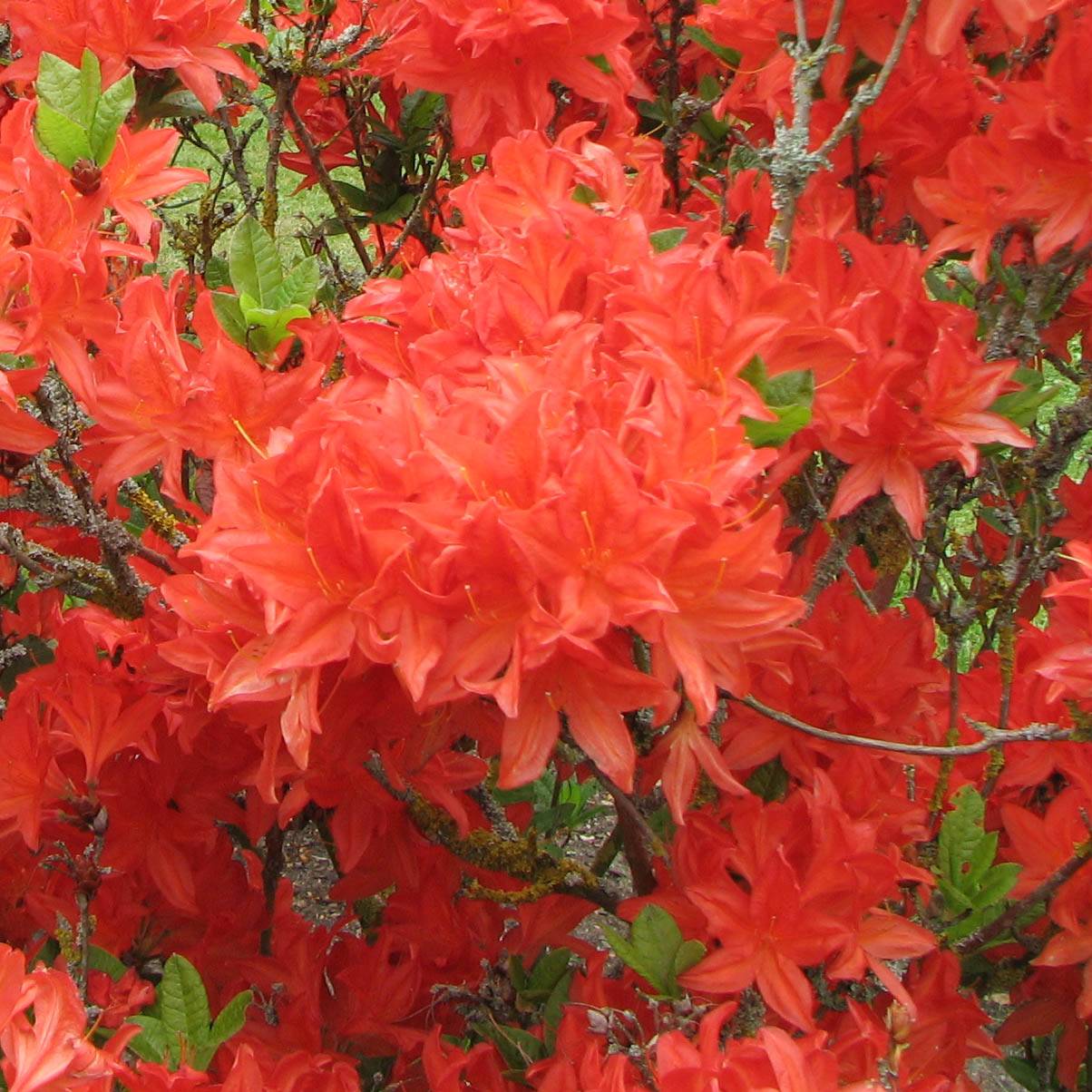 Promesse de Fleurs - Azalée de Chine Koster's Brilliant Red - Azalea mollis Pot de 4L/5L - Image 1