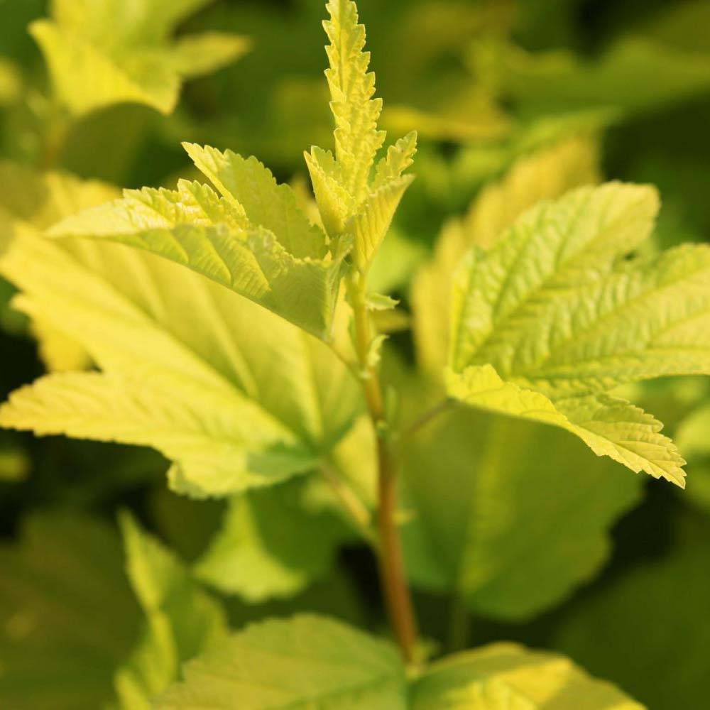 Physocarpus opulifolius Angel Gold - Physocarpe Pot de 3L/4L - Image 1
