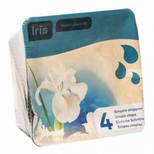 Kit de 2 plantes aquatiques - bassin et fontaine - Butomus - Image 5