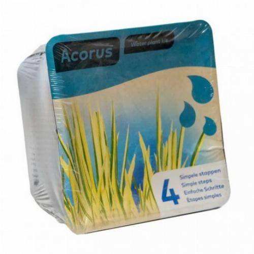 Kit de 2 plantes aquatiques - bassin et fontaine - Butomus - Image 1