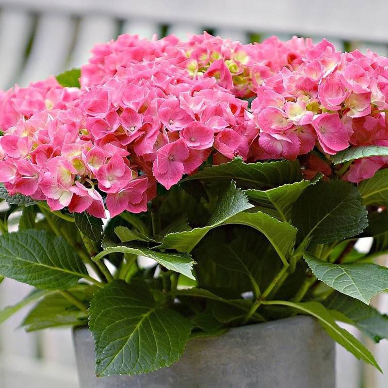 Hortensia Rose, Hydrangea macrophylla à fleurs Rose - feuillage Caduc - Pot de 4L - 40/60 cm-  hauteur à maturité De 1,00 m à 1,50 m - Image 1