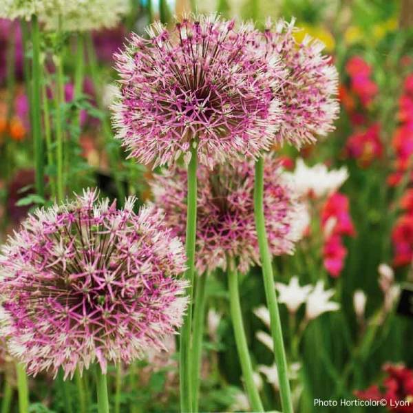 Promesse de Fleurs - Ail d'ornement - Allium Early Emperor Bulbe calibre 14+ (par 3)