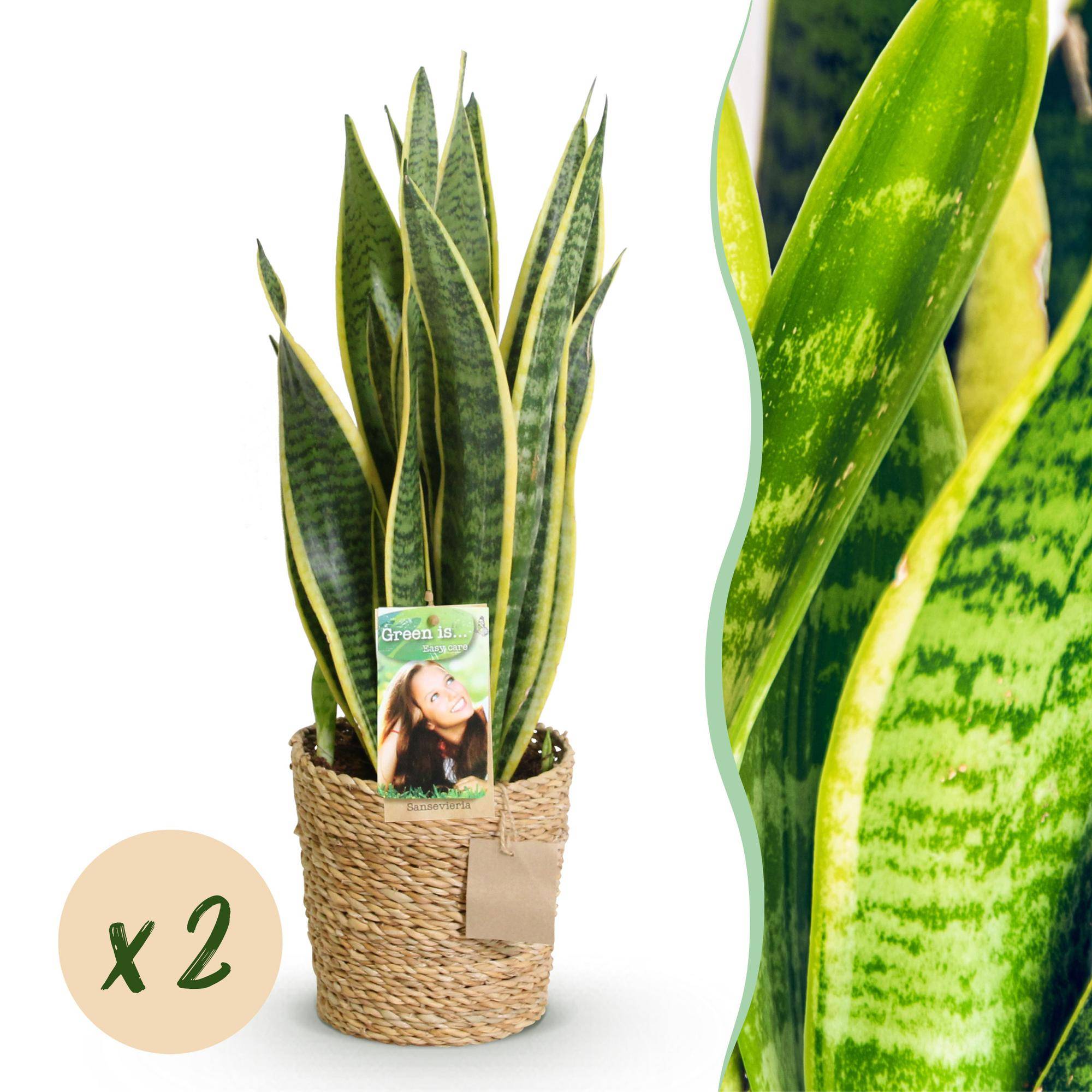 La Green Touch - Sanseveria Laurentii - D17 H70cm - Image 2