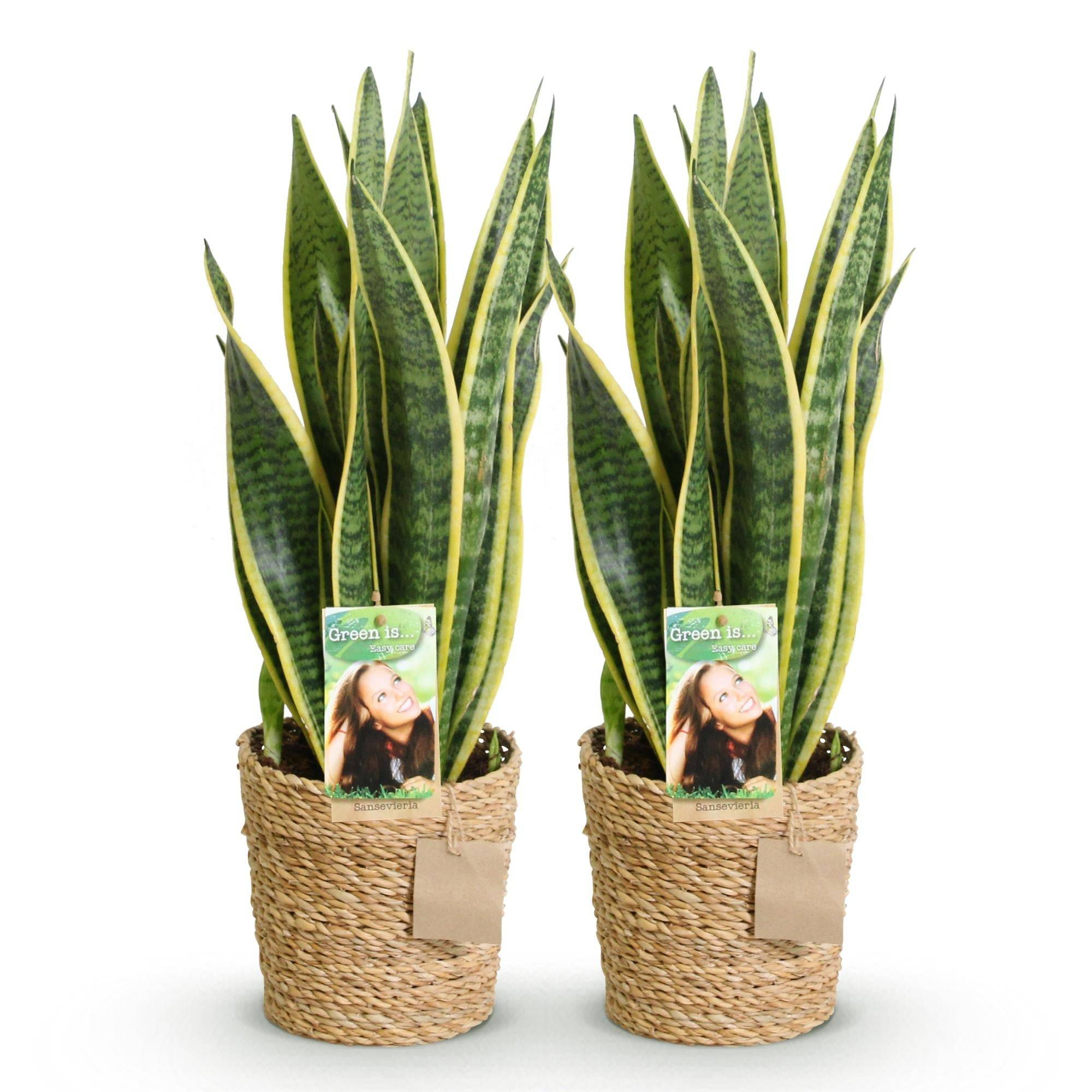 La Green Touch - Sanseveria Laurentii - D17 H70cm - Image 3