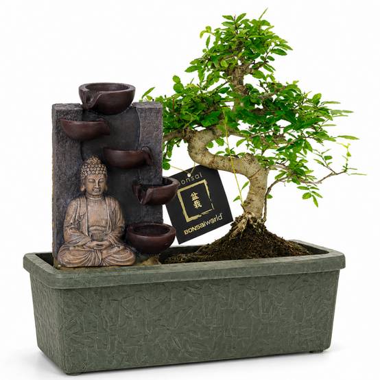 0 - Bonsaï Forme S env. 10 ans - Cascade Bouddha - Plante d'intérieur - Image 1