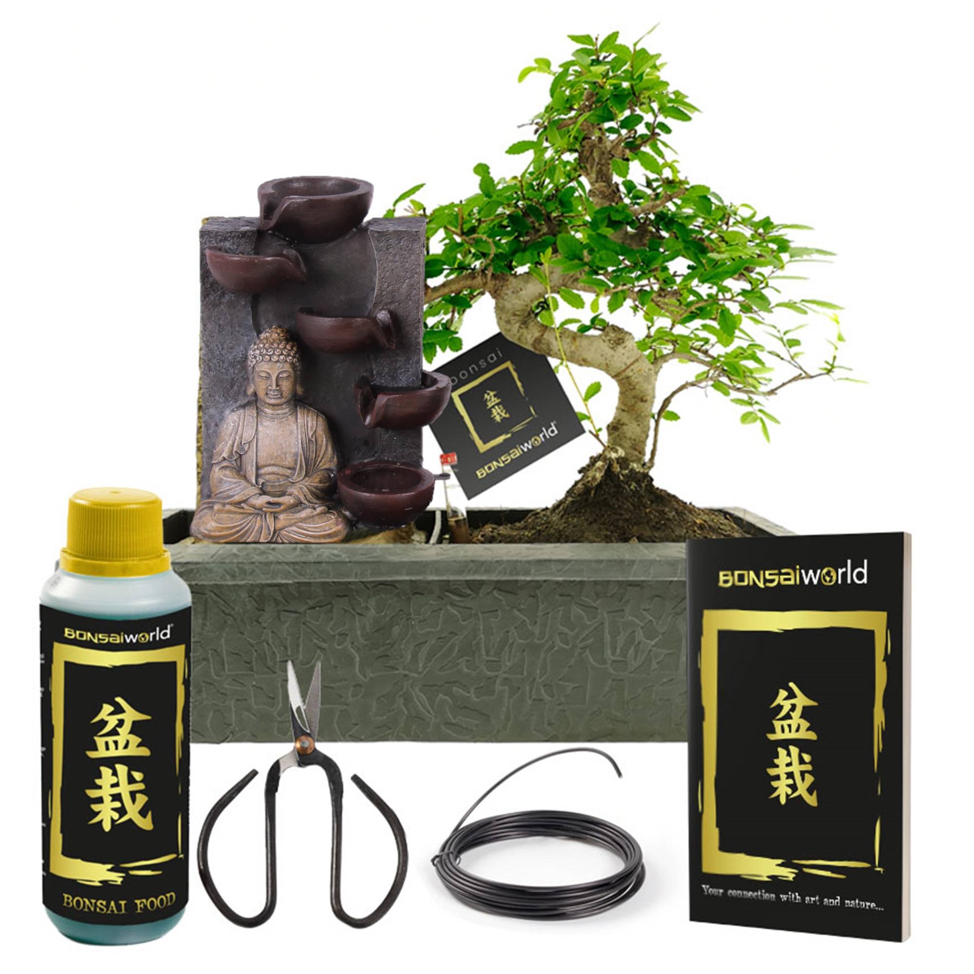 0 - Bonsaï Forme S - Cascade Bouddha - incl. Ciseaux et Aliment