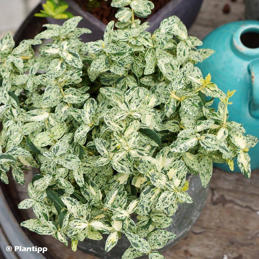Promesse de Fleurs - Euonymus fortunei Golden Harlequin - Fusain nain persistant Pot de 3L/4L