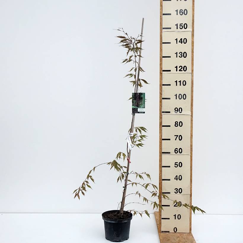Fagus sylvatica Midnight Feather - Htre Pot de 4L/5L - Jardiland