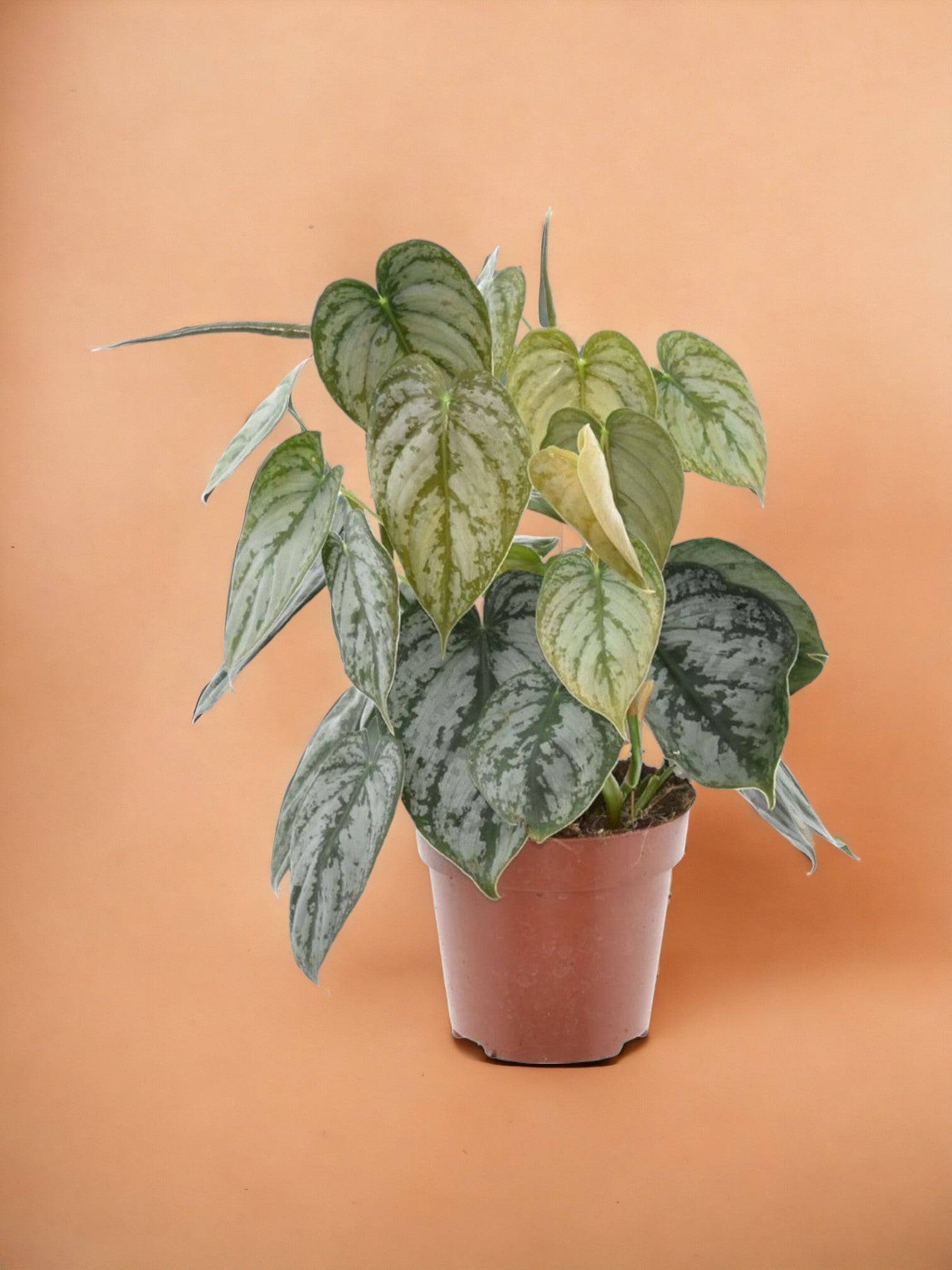 Philodendron Brandtianum- La Green Touch - Imagen 1