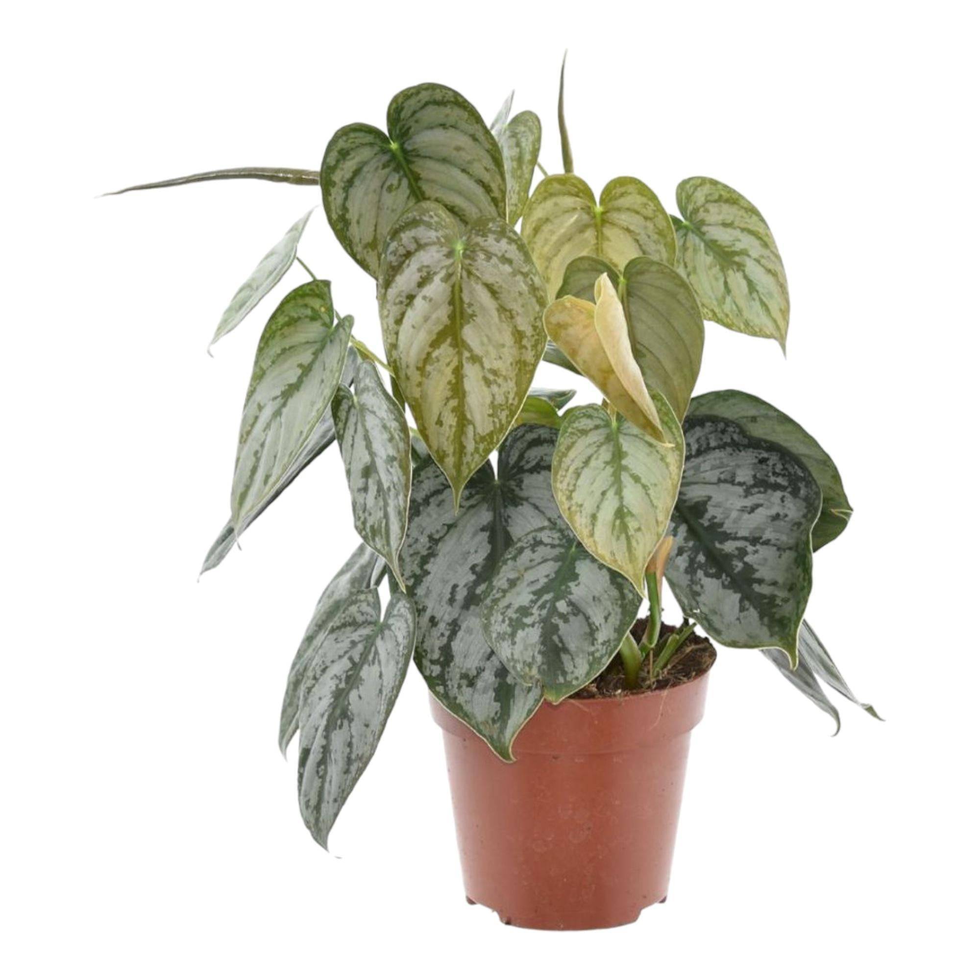 Philodendron Brandtianum- La Green Touch - Imagen 2