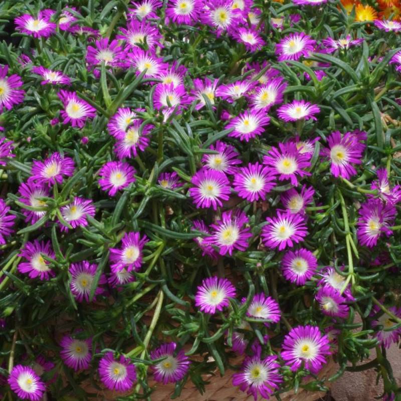 Delosperma Violet Wonder®, Pourpier vivace à fleurs Violette/ - feuillage Persistant - Pot de 3L - 20/40 cm