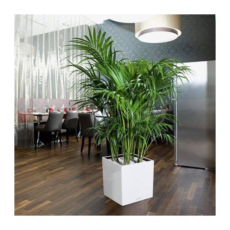 Lechuza - Pot De Fleur Lechuza Cube Premium 40 - Kit Complet, Anthracite Métallisé - Imagen 3