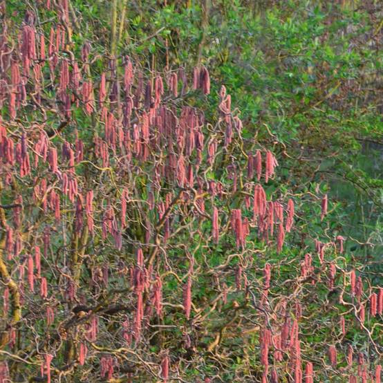 Noisetier tortueux Red Majestic®, Corylus à fleurs Jaune - feuillage Caduc - Pot de 4L - 40/60 cm- hauteur à maturité De 2,50 m à 3,00 m - Image 7