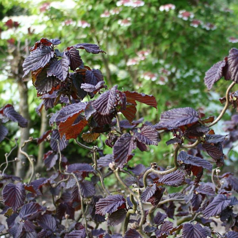 Noisetier tortueux Red Majestic®, Corylus à fleurs Jaune - feuillage Caduc - Pot de 4L - 40/60 cm- hauteur à maturité De 2,50 m à 3,00 m - Image 1