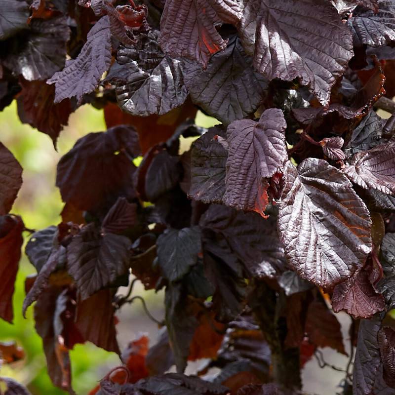 Noisetier tortueux Red Majestic®, Corylus à fleurs Jaune - feuillage Caduc - Pot de 4L - 40/60 cm-  hauteur à maturité De 2,50 m à 3,00 m - Image 3
