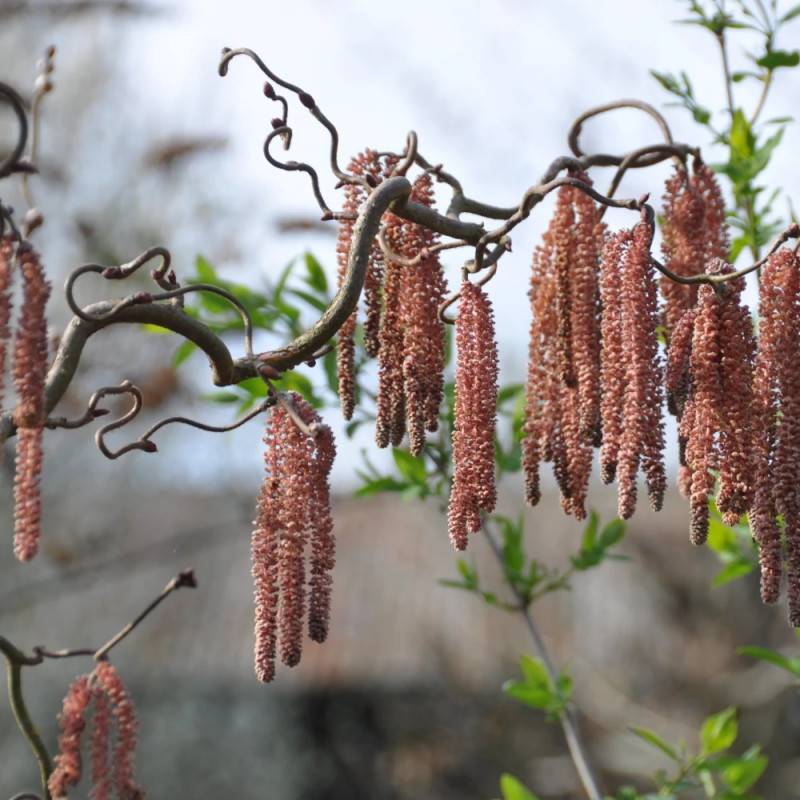 Noisetier tortueux Red Majestic®, Corylus à fleurs Jaune - feuillage Caduc - Pot de 4L - 40/60 cm-  hauteur à maturité De 2,50 m à 3,00 m - Image 10