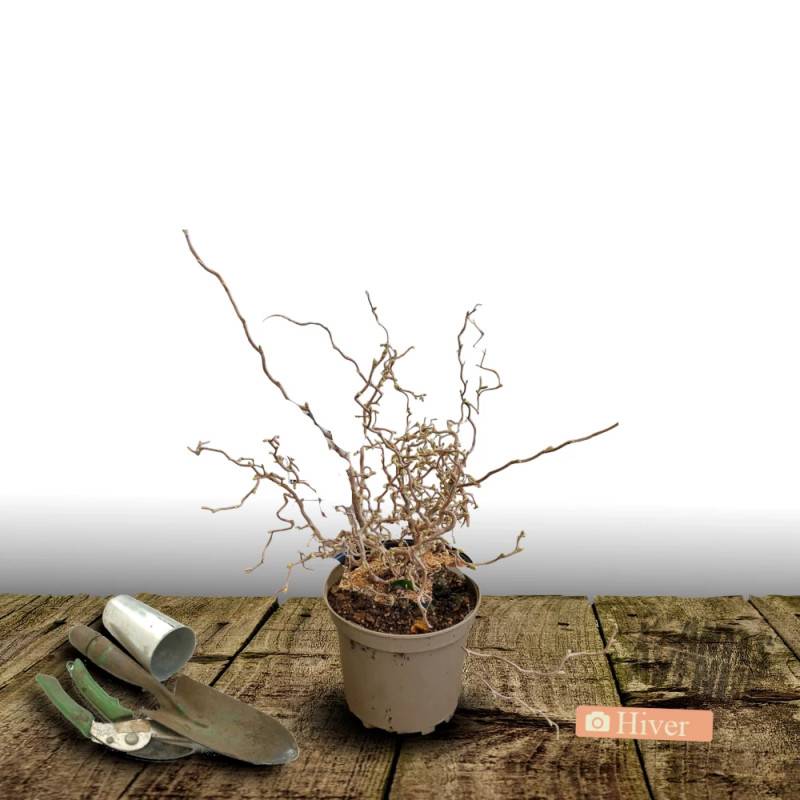 Noisetier tortueux Red Majestic®, Corylus à fleurs Jaune - feuillage Caduc - Pot de 4L - 40/60 cm-  hauteur à maturité De 2,50 m à 3,00 m - Image 2