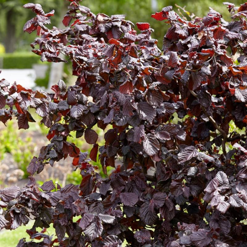 Noisetier tortueux Red Majestic®, Corylus à fleurs Jaune - feuillage Caduc - Pot de 4L - 40/60 cm-  hauteur à maturité De 2,50 m à 3,00 m - Image 4