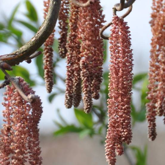 Noisetier tortueux Red Majestic®, Corylus à fleurs Jaune - feuillage Caduc - Pot de 4L - 40/60 cm- hauteur à maturité De 2,50 m à 3,00 m - Image 9