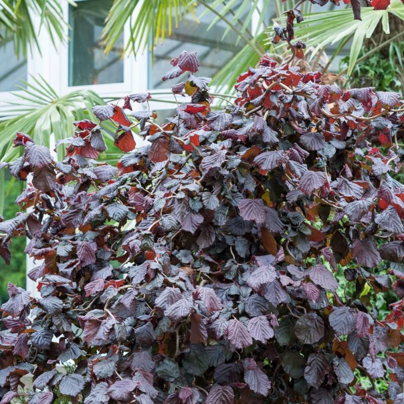 Noisetier tortueux Red Majestic®, Corylus à fleurs Jaune - feuillage Caduc - Pot de 4L - 40/60 cm-  hauteur à maturité De 2,50 m à 3,00 m - Image 5