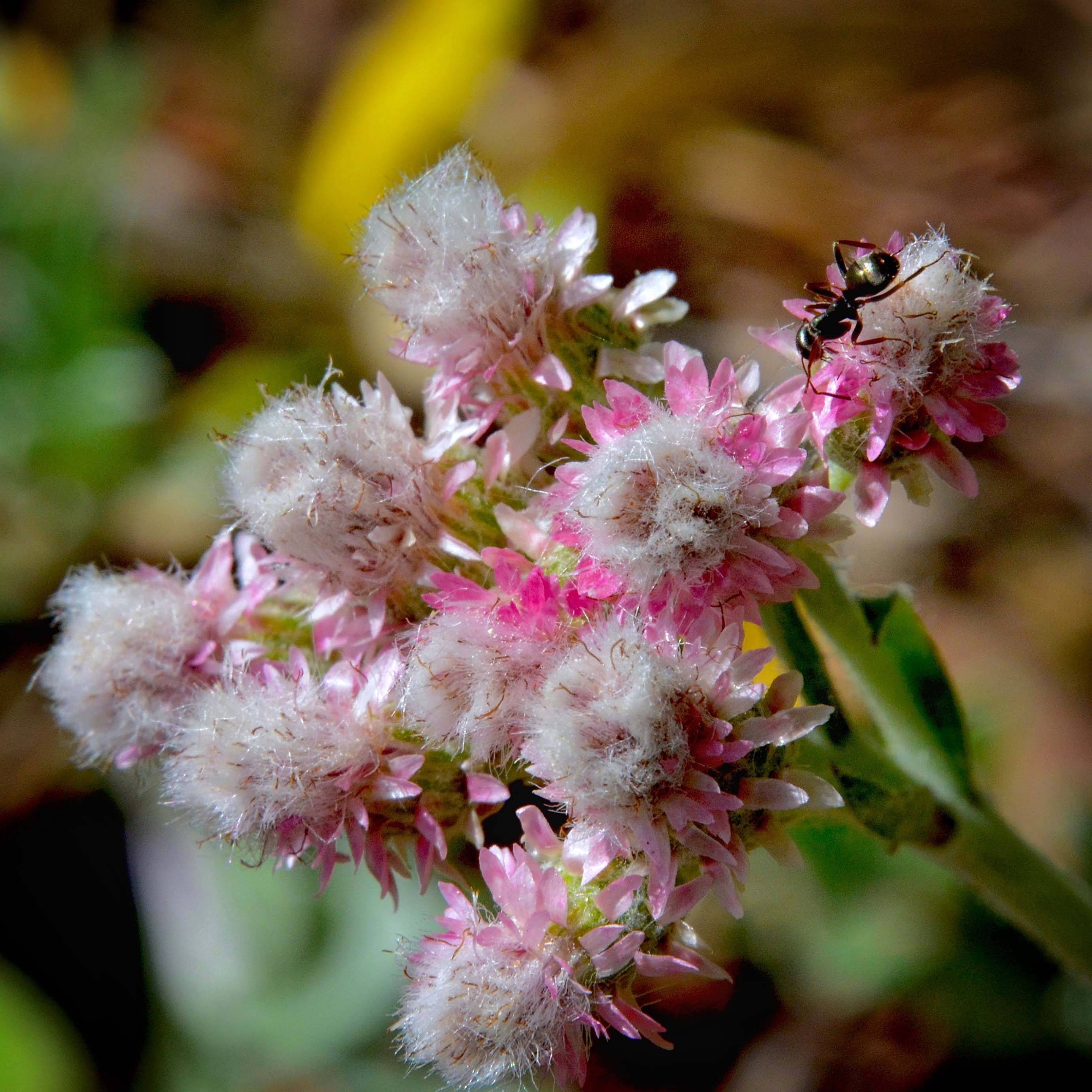 Antennaria dioica Rubra - Antennaire dioïque Godet de 8/9 cm - Image 2