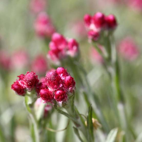 Antennaria dioica Rubra - Antennaire dioïque Godet de 8/9 cm - Image 1