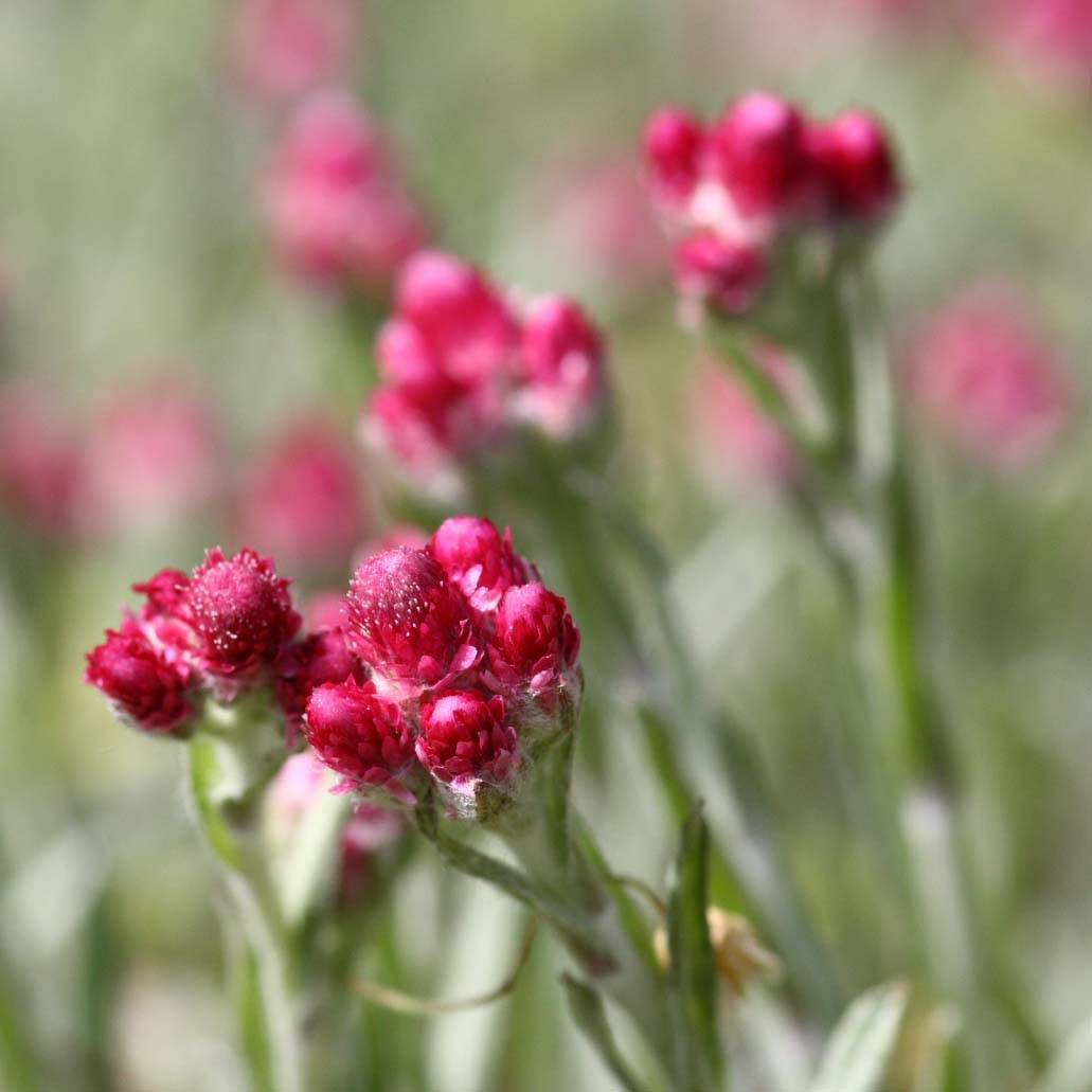 Antennaria dioica Rubra - Antennaire dioïque Godet de 8/9 cm - Image 1