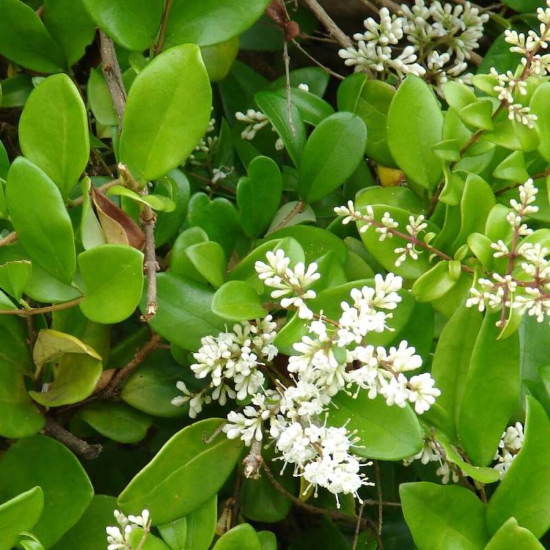 Troène luisant, Troène de Chine lucidum, Ligustrum à fleurs Blanche - feuillage Persistant - Pot de 4L - 40/60 cm-  hauteur à maturité De 1,50 m à 2,0 - Imagen 1