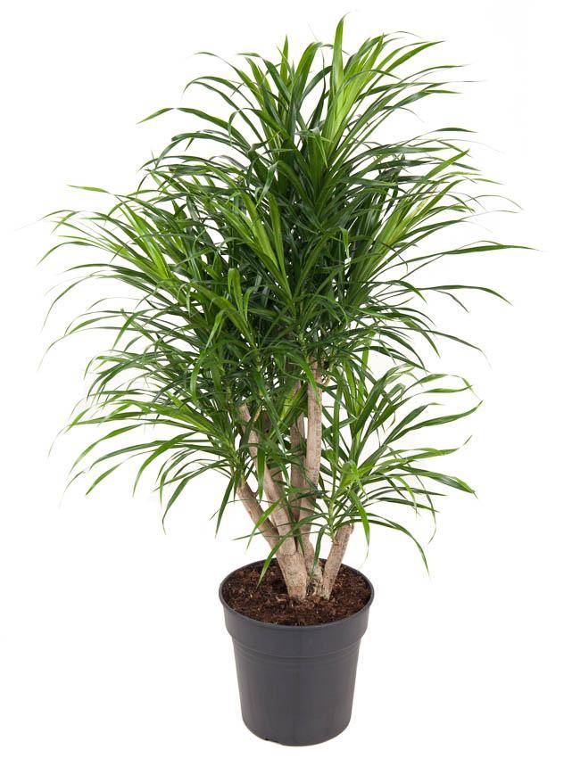 La Green Touch - Dracaena Anita Variegata 100cm - Plante d'intérieur- La Green Touch - Imagen 1