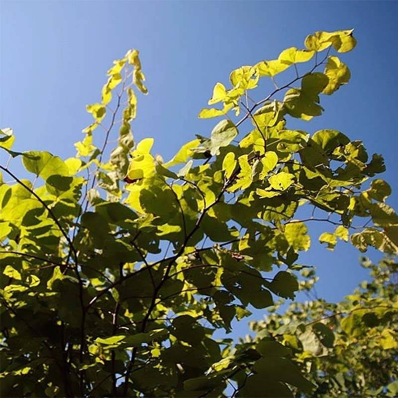 Cercis canadensis Hearts of Gold - Arbre de Judée doré Pot de 4L/5L - Image 1