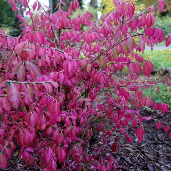 Fusain ailé nain (Euonymus alatus 'Compactus') - Godet 9cm - Pépinières Naudet - Image 1