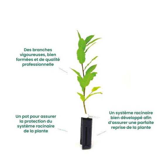 Fusain ailé nain (Euonymus alatus 'Compactus') - Godet 9cm - Pépinières Naudet - Image 2
