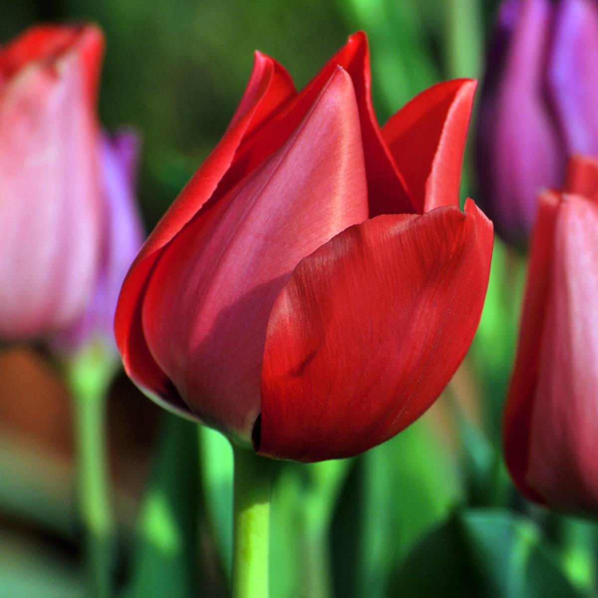 Promesse de Fleurs - Tulipe simple hâtive Christmas Carol Bulbe calibre 11+ (par 10)