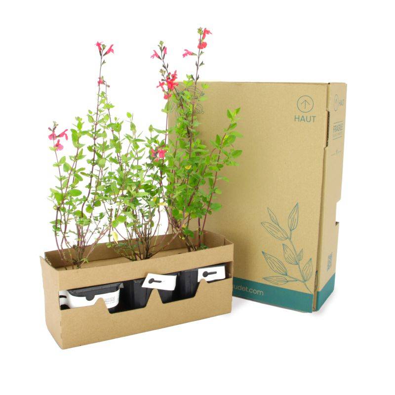 3 Sauges de Graham (Salvia Microphylla) - Lot de 3 vivaces - Pépinières Naudet - Imagen 5