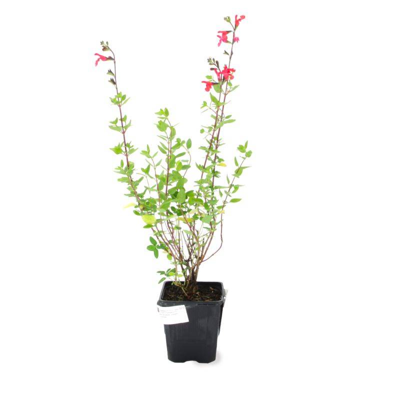 3 Sauges de Graham (Salvia Microphylla) - Lot de 3 vivaces - Pépinières Naudet - Imagen 2