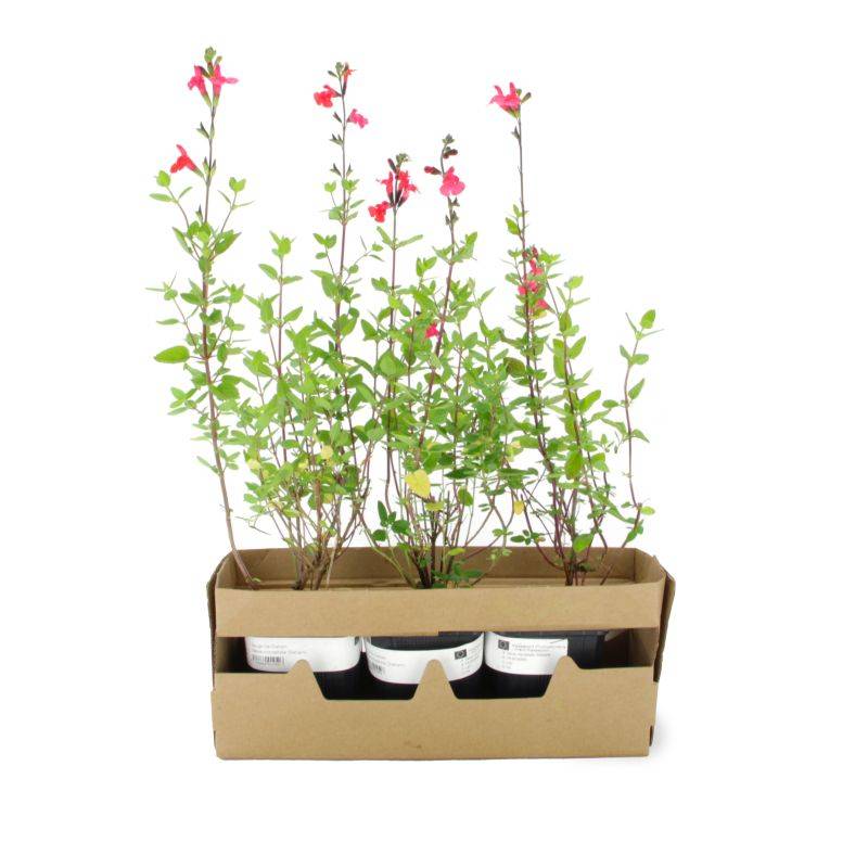 3 Sauges de Graham (Salvia Microphylla) - Lot de 3 vivaces - Pépinières Naudet - Imagen 4