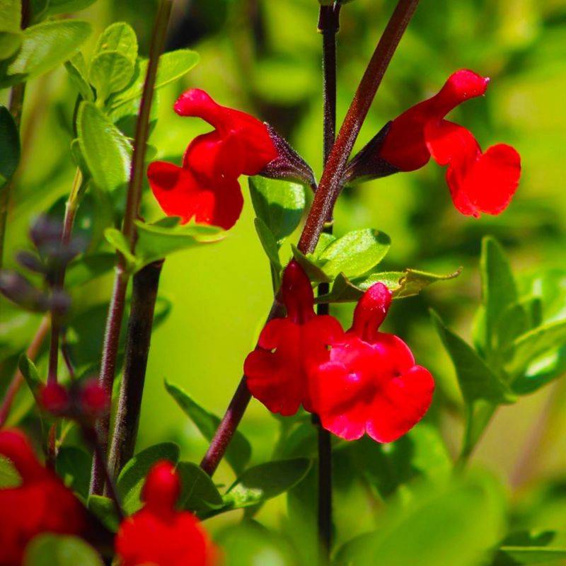 3 Sauges de Graham (Salvia Microphylla) - Lot de 3 vivaces - Pépinières Naudet - Imagen 1