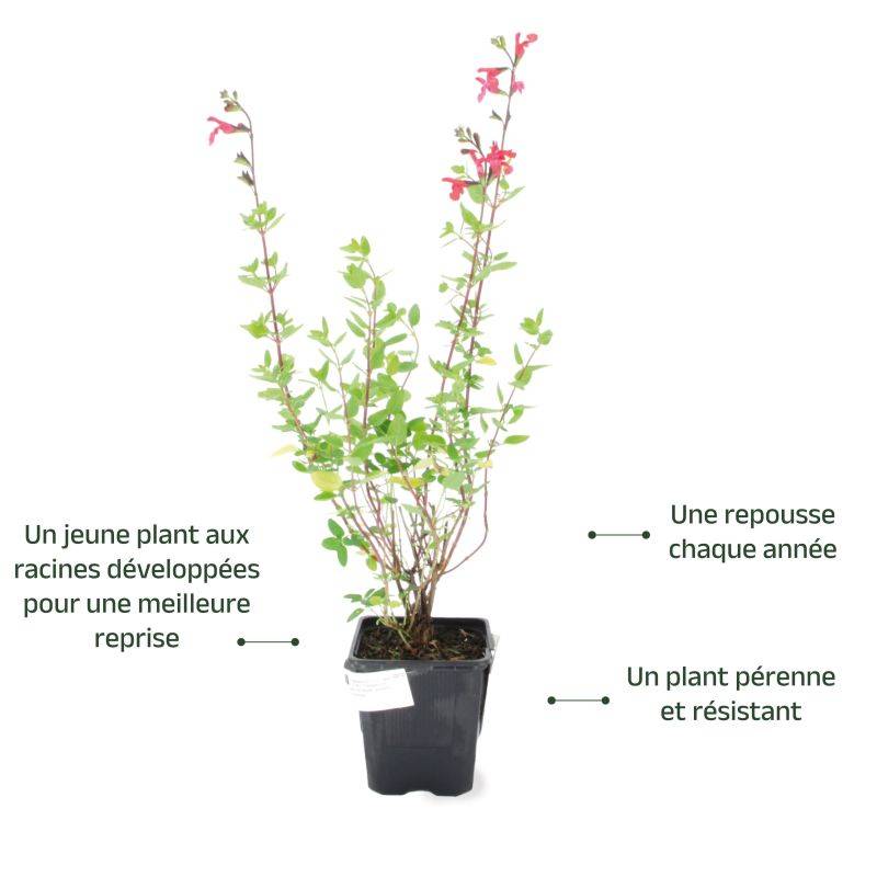 3 Sauges de Graham (Salvia Microphylla) - Lot de 3 vivaces - Pépinières Naudet - Imagen 3