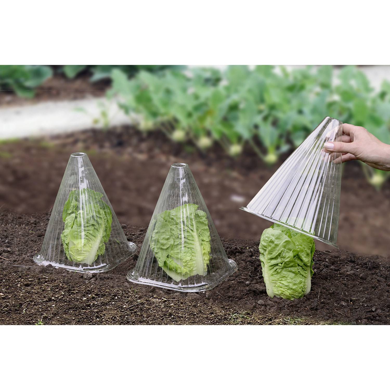 Sans Marque - 6 Housses pour plants - Wenko - Image 1