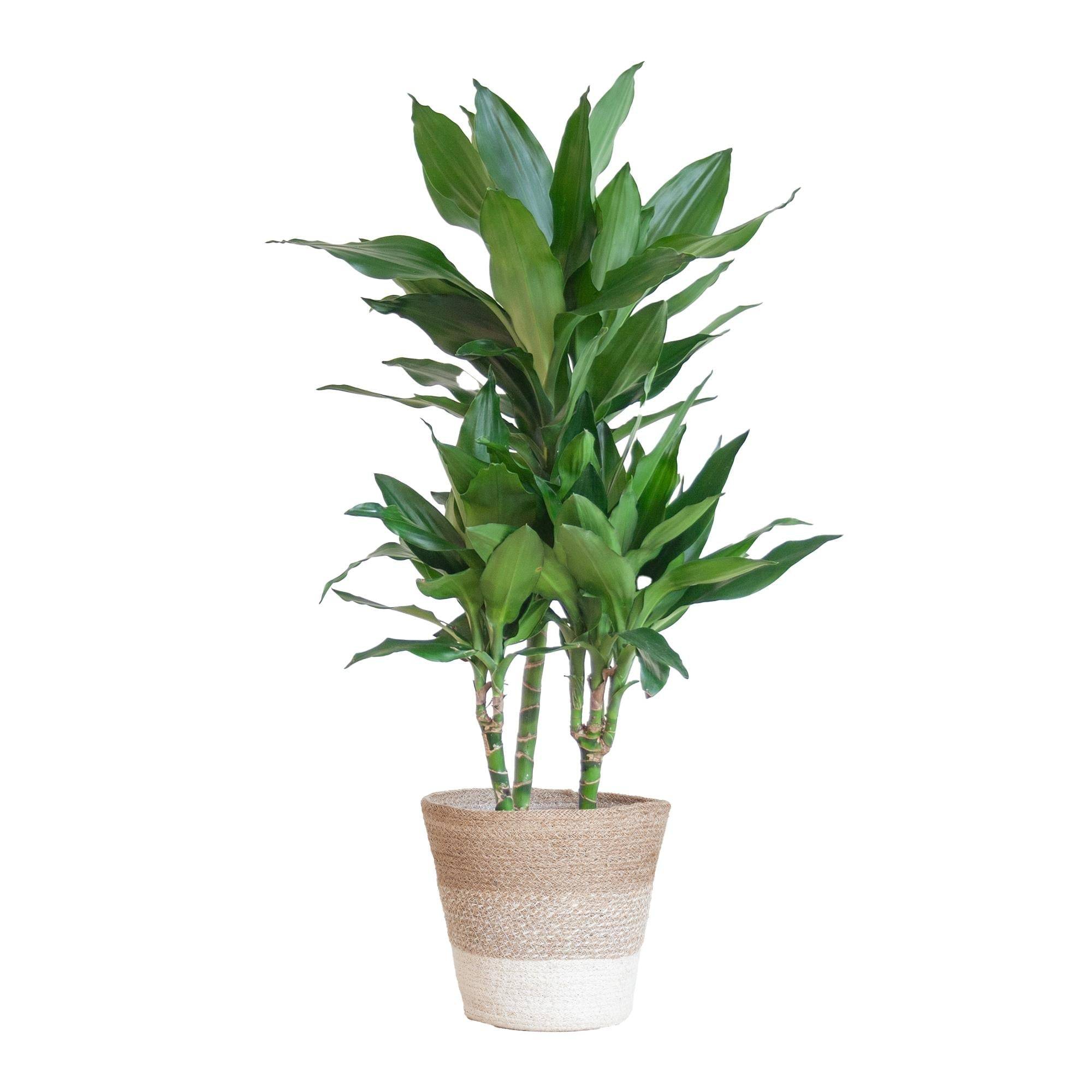 La Green Touch - Dracaena Janet Lindt et son pot- La Green Touch Panier Blanc - Hauteur 95cm