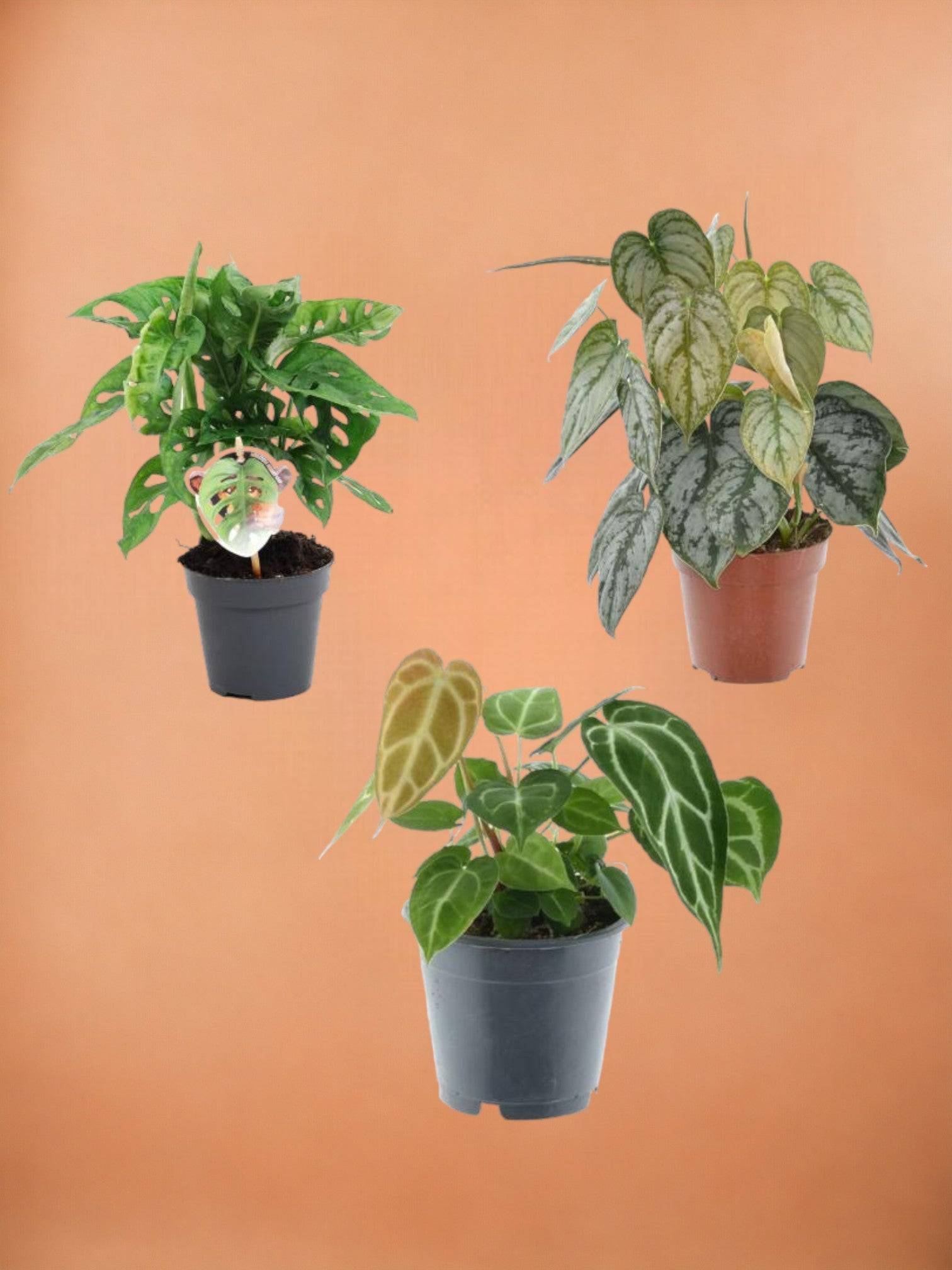 Coffret trio plantes rares h25cm- La Green Touch - Imagen 1