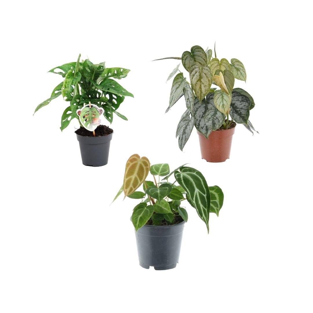 Coffret trio plantes rares h25cm- La Green Touch - Imagen 2