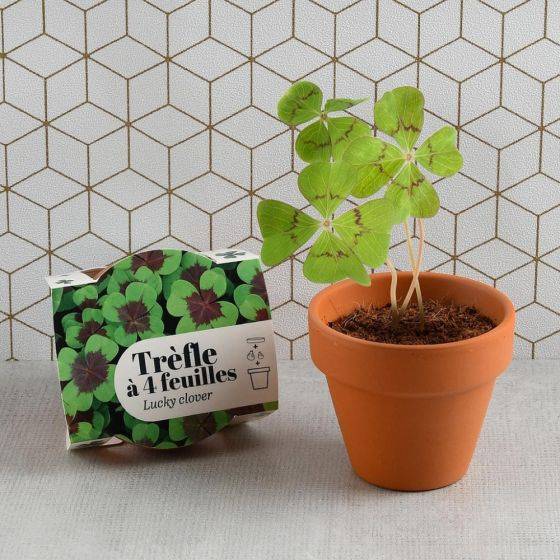 Radis et Capucine - Radis et Capucine - Mini kit de culture - Trèfle 4 feuilles - 6cm - Imagen 2