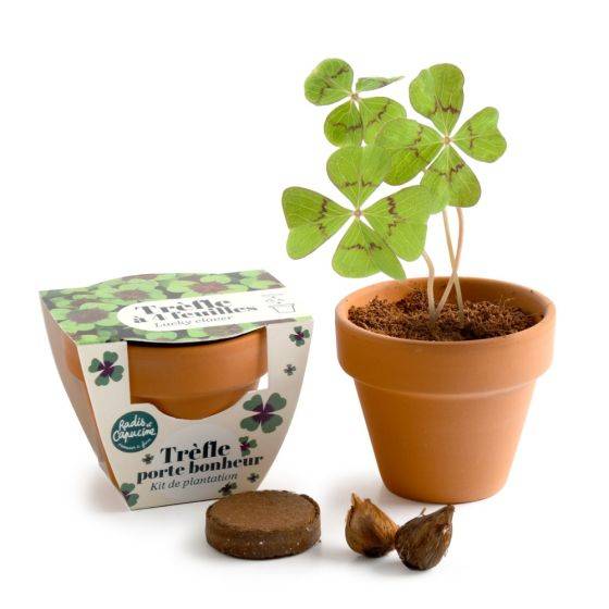 Radis et Capucine - Radis et Capucine - Mini kit de culture - Trèfle 4 feuilles - 6cm - Imagen 3