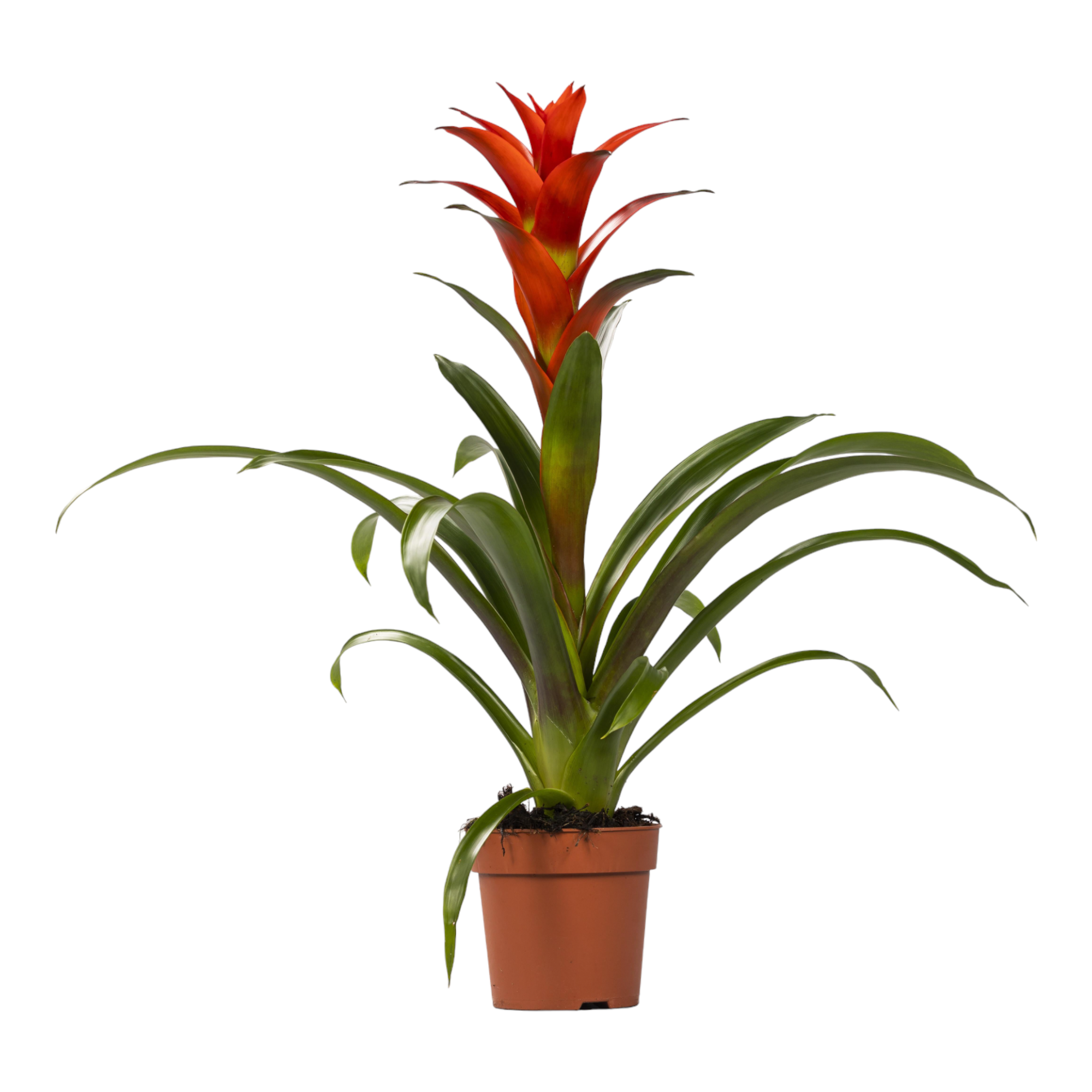 Guzmania Ostara 45cm - Plante d'intérieur- La Green Touch