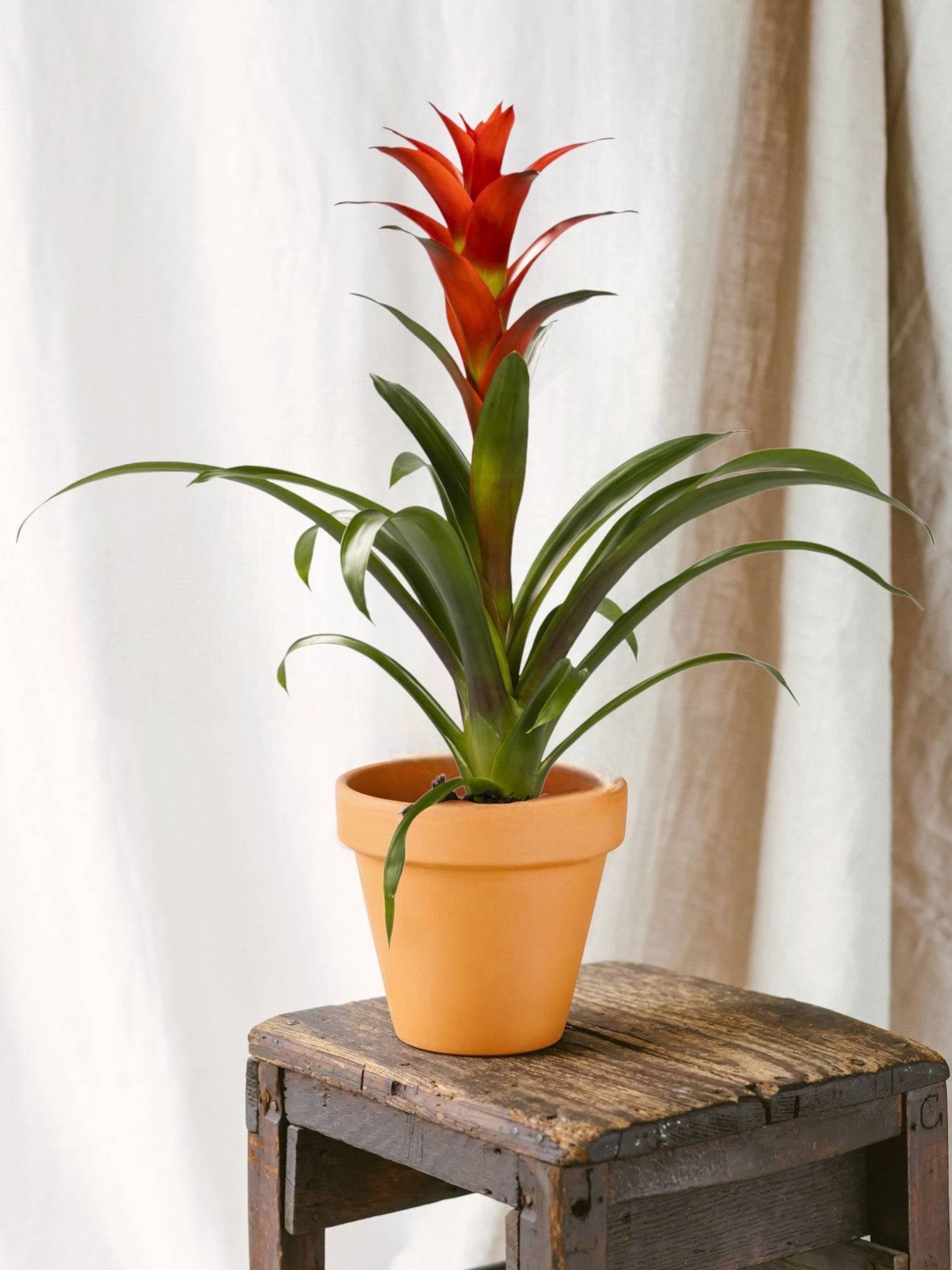La Green Touch - Guzmania Ostara 45cm - Plante d'intérieur- La Green Touch - Image 2