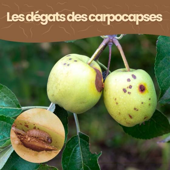 Achat Nature - achatnature - Nématodes SF contre carpocapses de la pomme, poire et noix - 5M - 2 arbres - Image 5