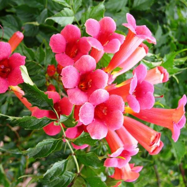 Promesse de Fleurs - Campsis radicans Flamenco - Bignone de Virginie Pot de 2L/3L