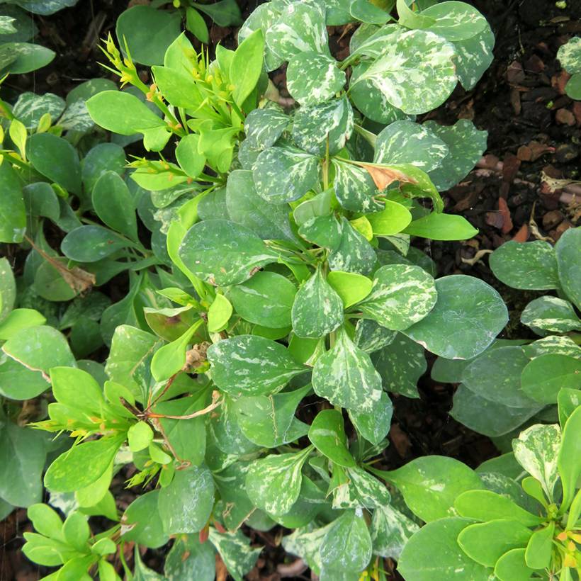 Berberis thunbergii Powwow - Epine-vinette Godet de 8/9 cm