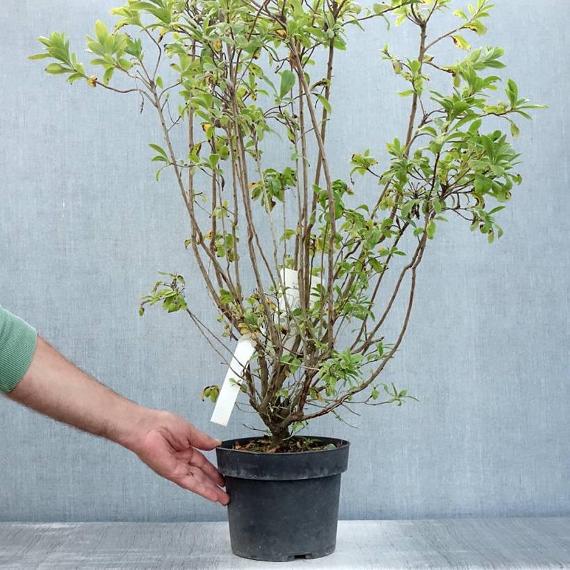 Azale de Chine Sommerduft - Rhododendron viscosum Pot de 4L/5L